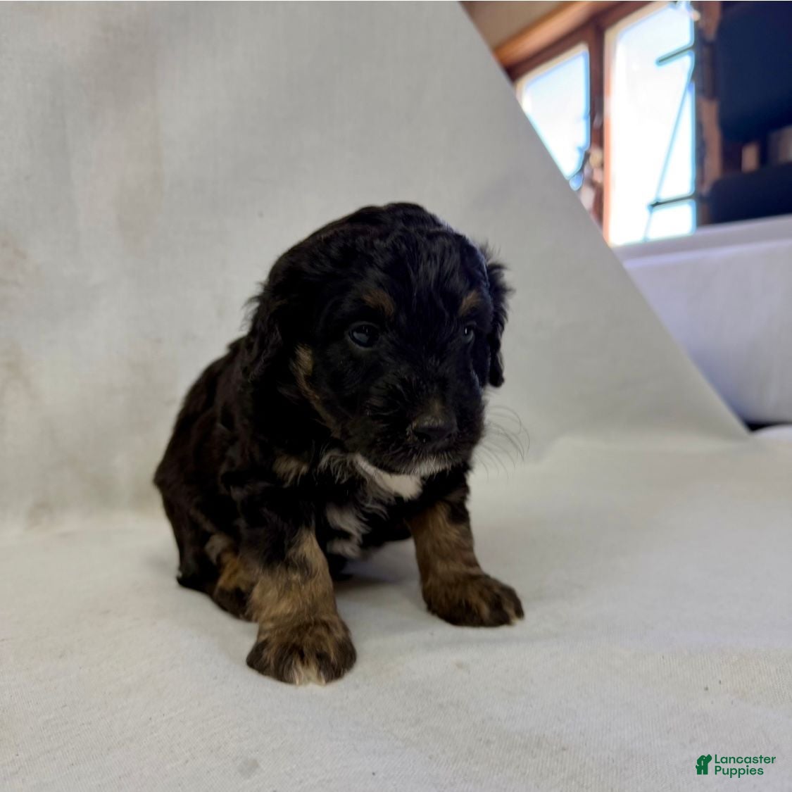 Aussiedoodle dogs Leo - Ad 2