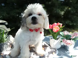 Teddy Bear dogs Teddy Bear 2 Trooper - Ad 40