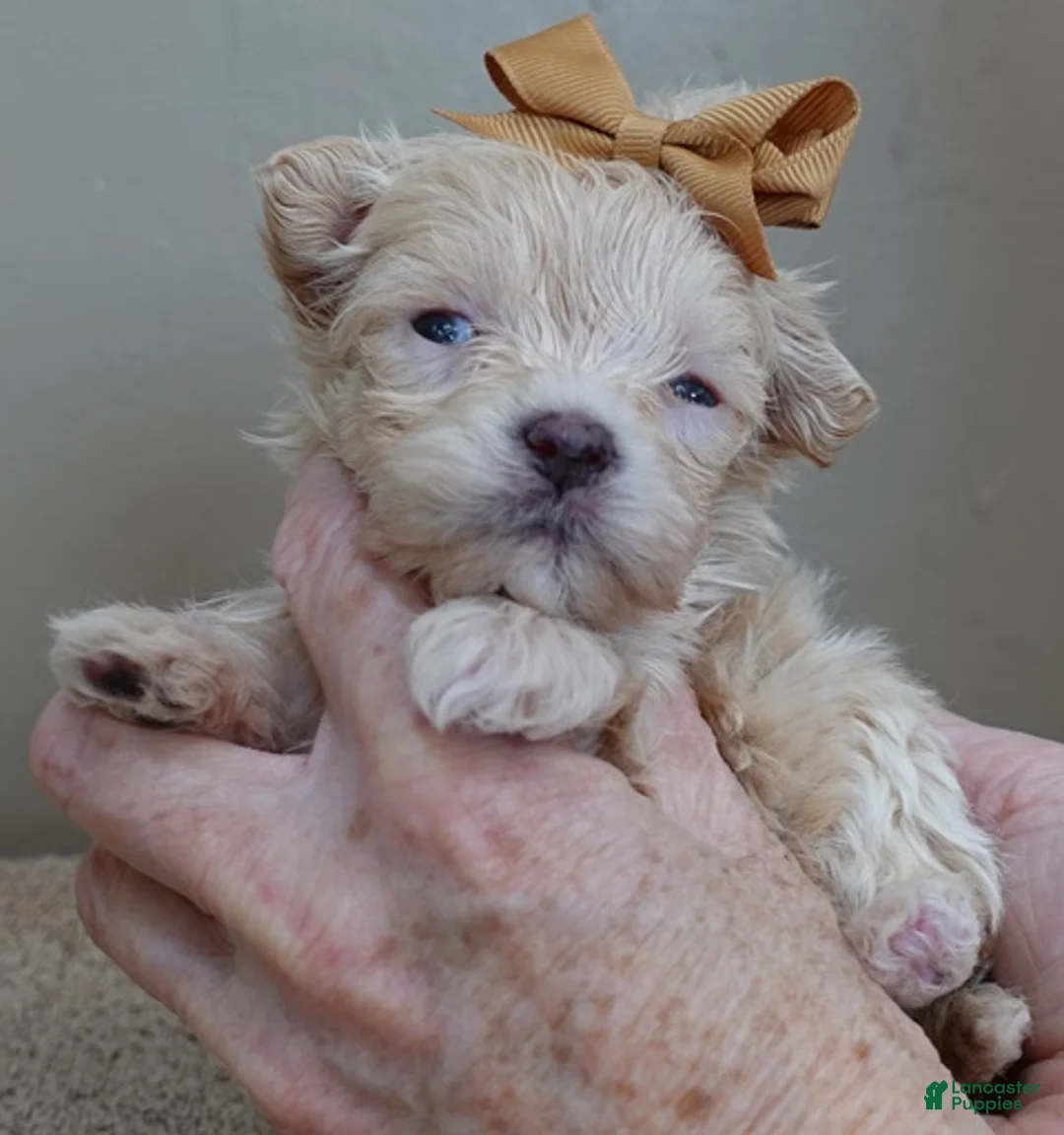 Maltipoo dogs for sale: Micro Teacup Kyro  - Ad 8