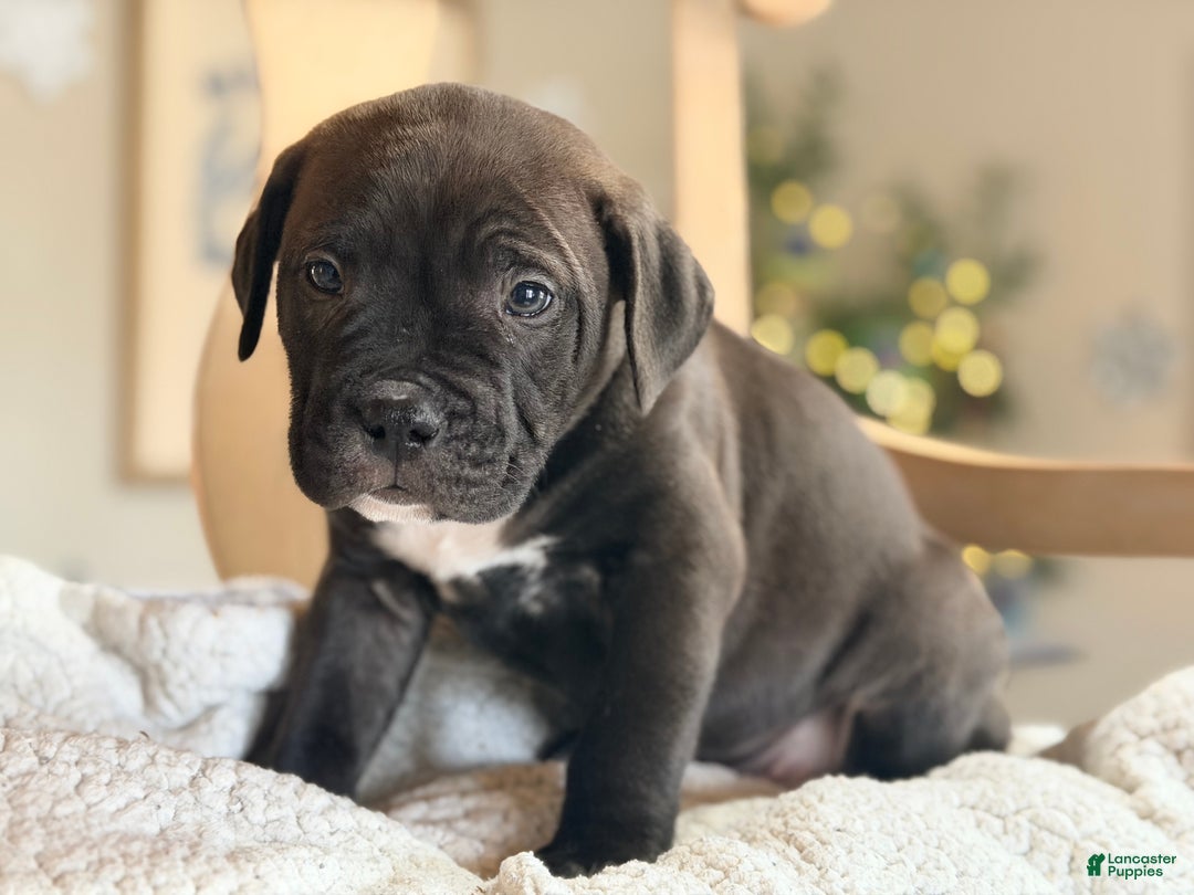 Mixed Breed dogs for sale: Chonk - Ad 2