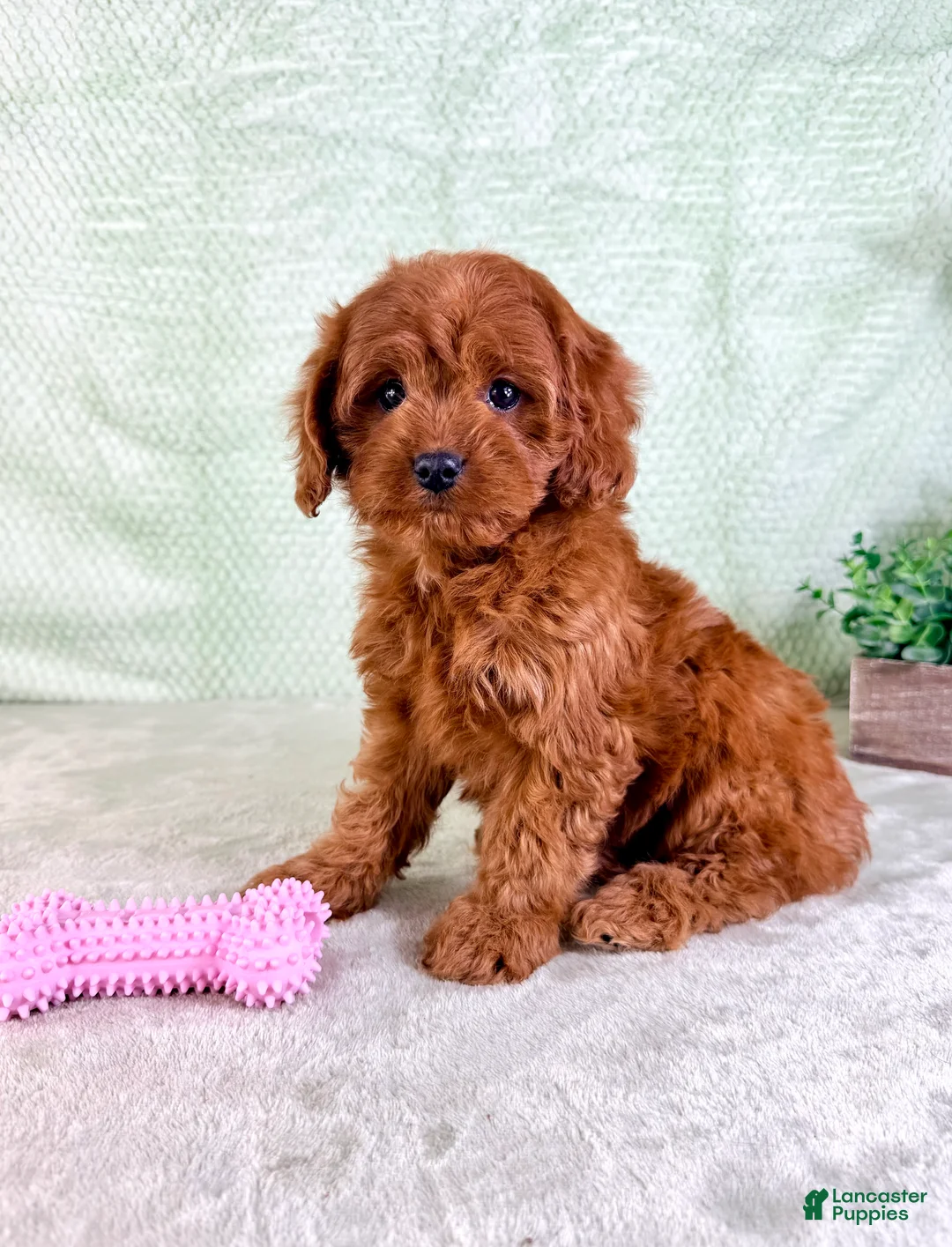 Cavapoo dogs for sale: Lacie - Ad 1