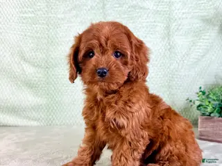 Cavapoo dogs Lacie - Ad 34