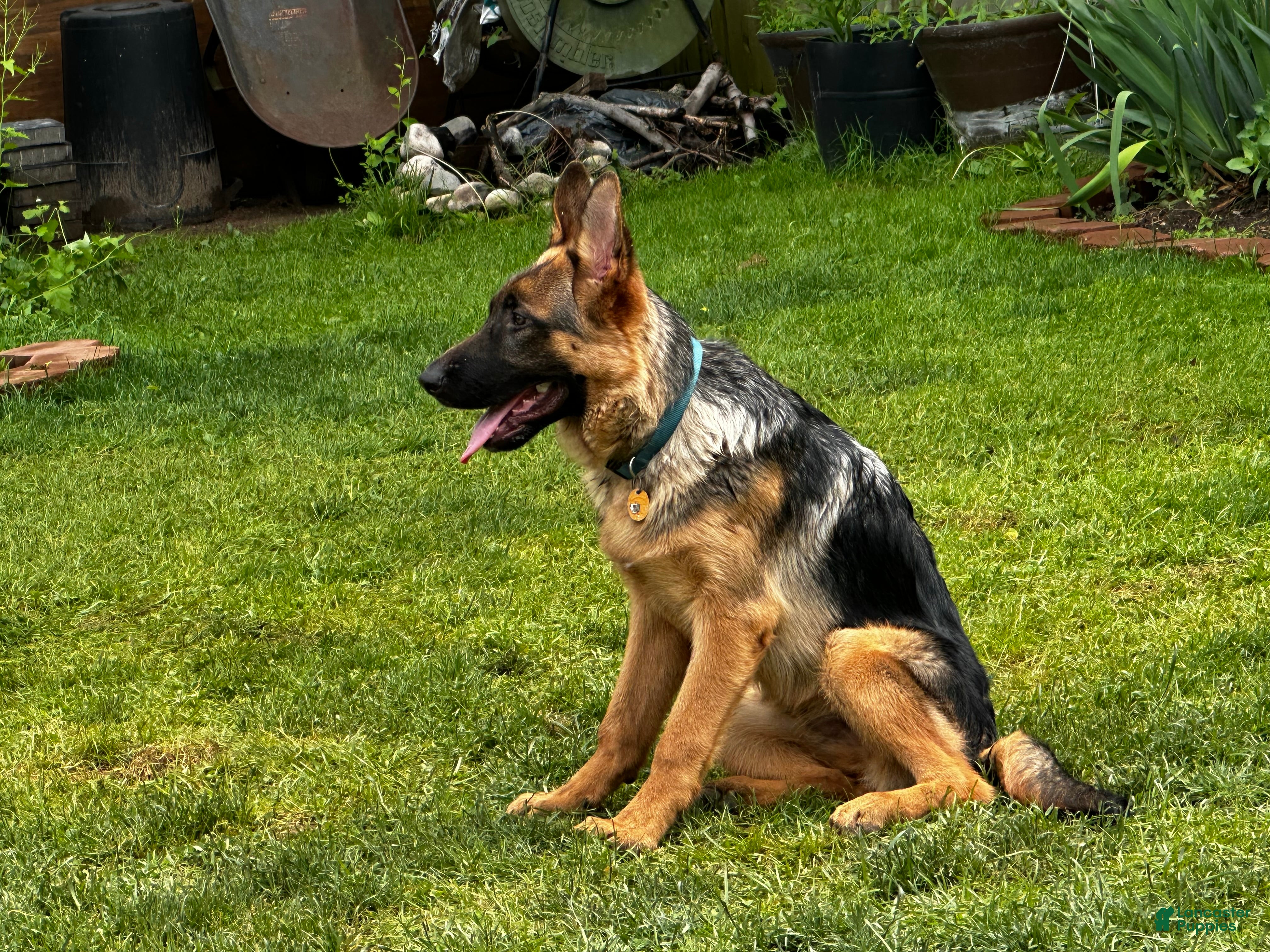 German Shepherd dogs German Shepherd 1 - Ad 1