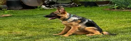 German Shepherd dogs for sale: German Shepherd 1 - Ad 1