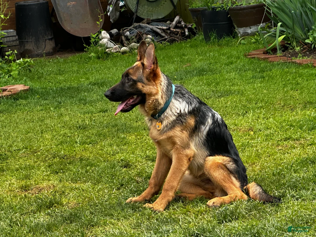 German Shepherd dogs for sale: German Shepherd 1 - Ad 1