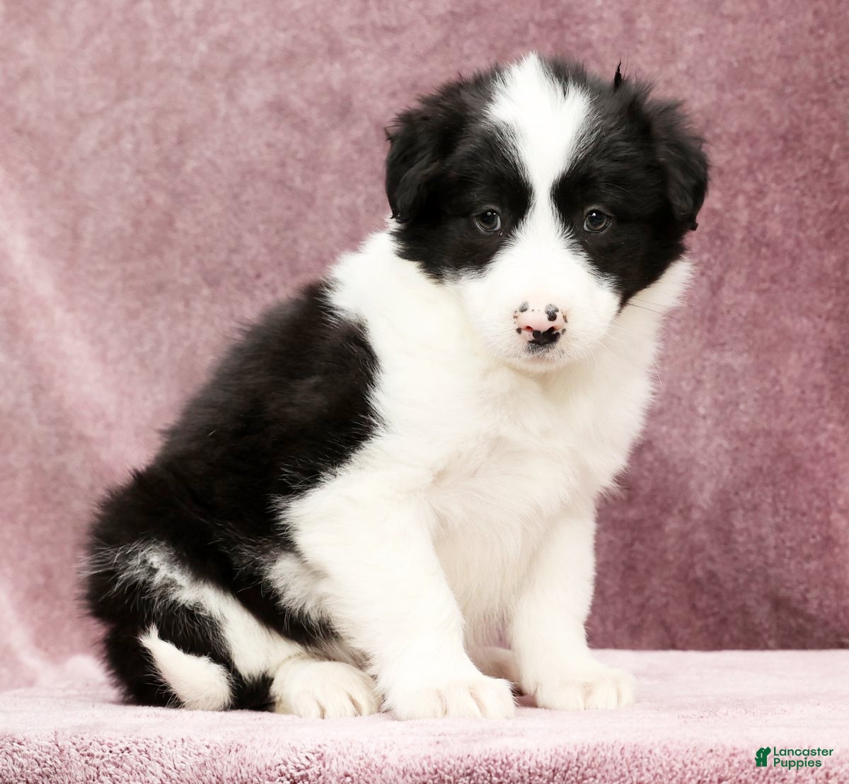 Border Collie dogs Duke - Ad 1