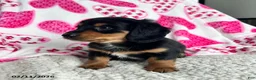 Miniature Dachshund dogs for sale: Laddie - Ad 4
