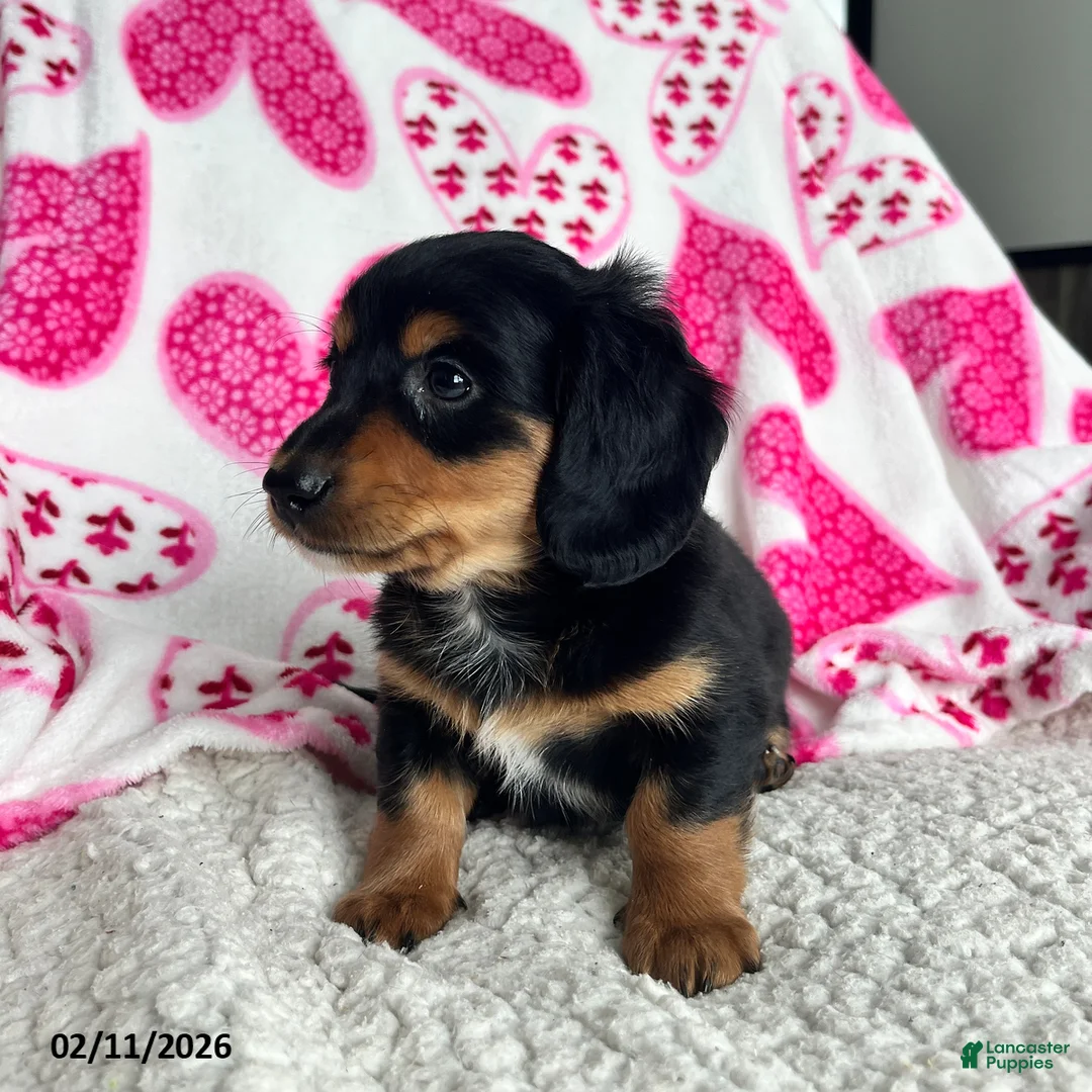 Miniature Dachshund dogs for sale: Laddie - Ad 4