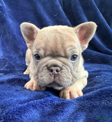 French Bulldog dogs Lilac Beauty - Ad 2
