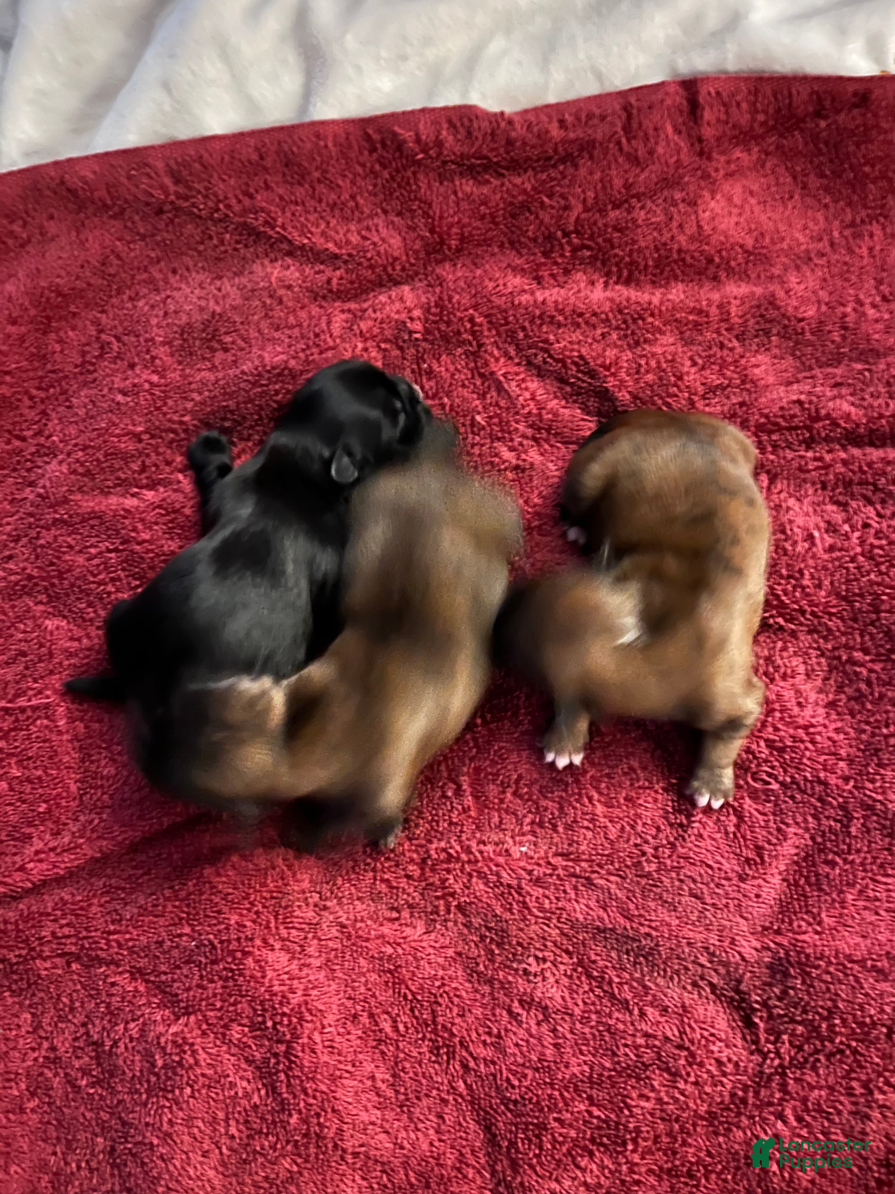 Malshi dogs Malshi Puppy 2 - Ad 6