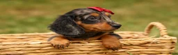 Miniature Dachshund dogs for sale: BAILEY - Ad 14