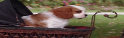 Cavalier King Charles Spaniel dogs for sale: Harbor - Ad 5