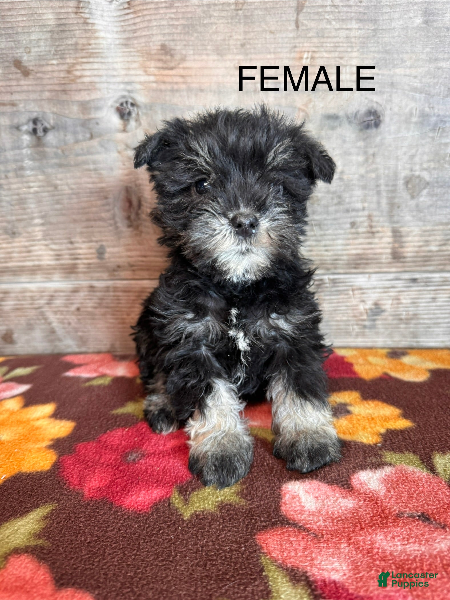 Miniature Schnauzer dogs Miniature Schnauzer Puppy 1 - Ad 2