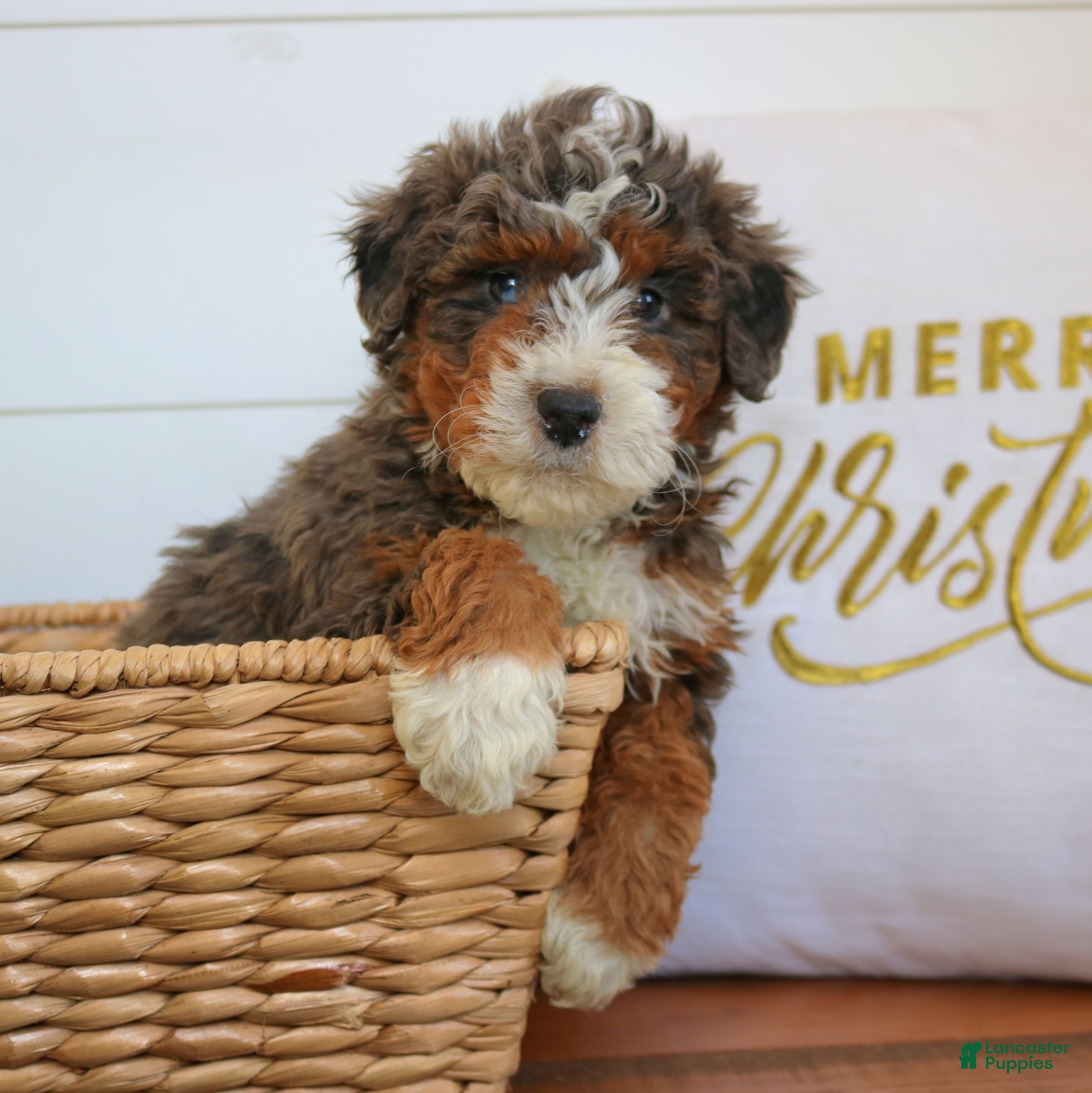 Mini Bernedoodle dogs Nelly  - Ad 32