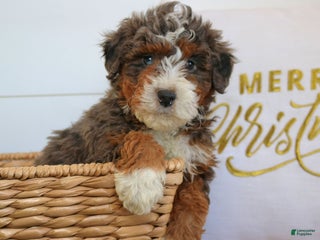 Mini Bernedoodle dogs Nelly - Ad 32