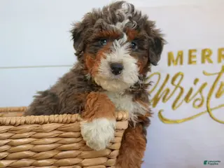 Mini Bernedoodle dogs Nelly - Ad 22