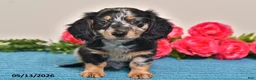 Miniature Dachshund dogs for sale: Rascal - Ad 1