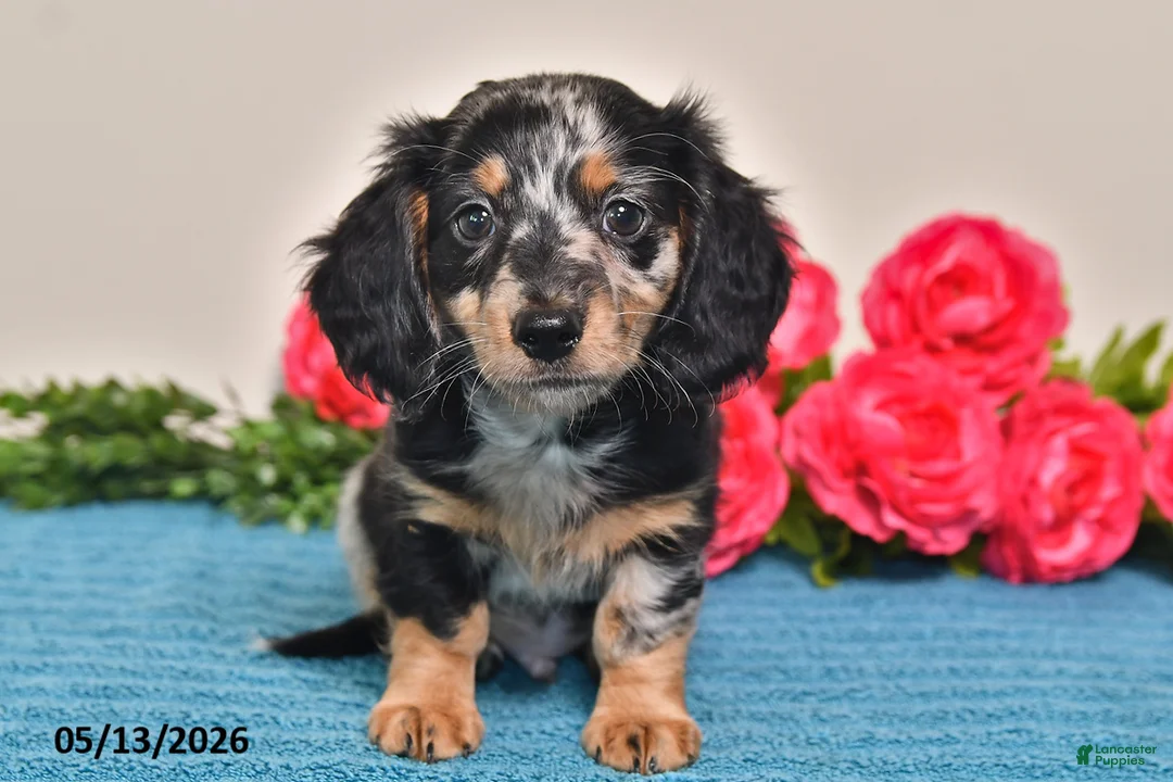 Miniature Dachshund dogs for sale: Rascal - Ad 1