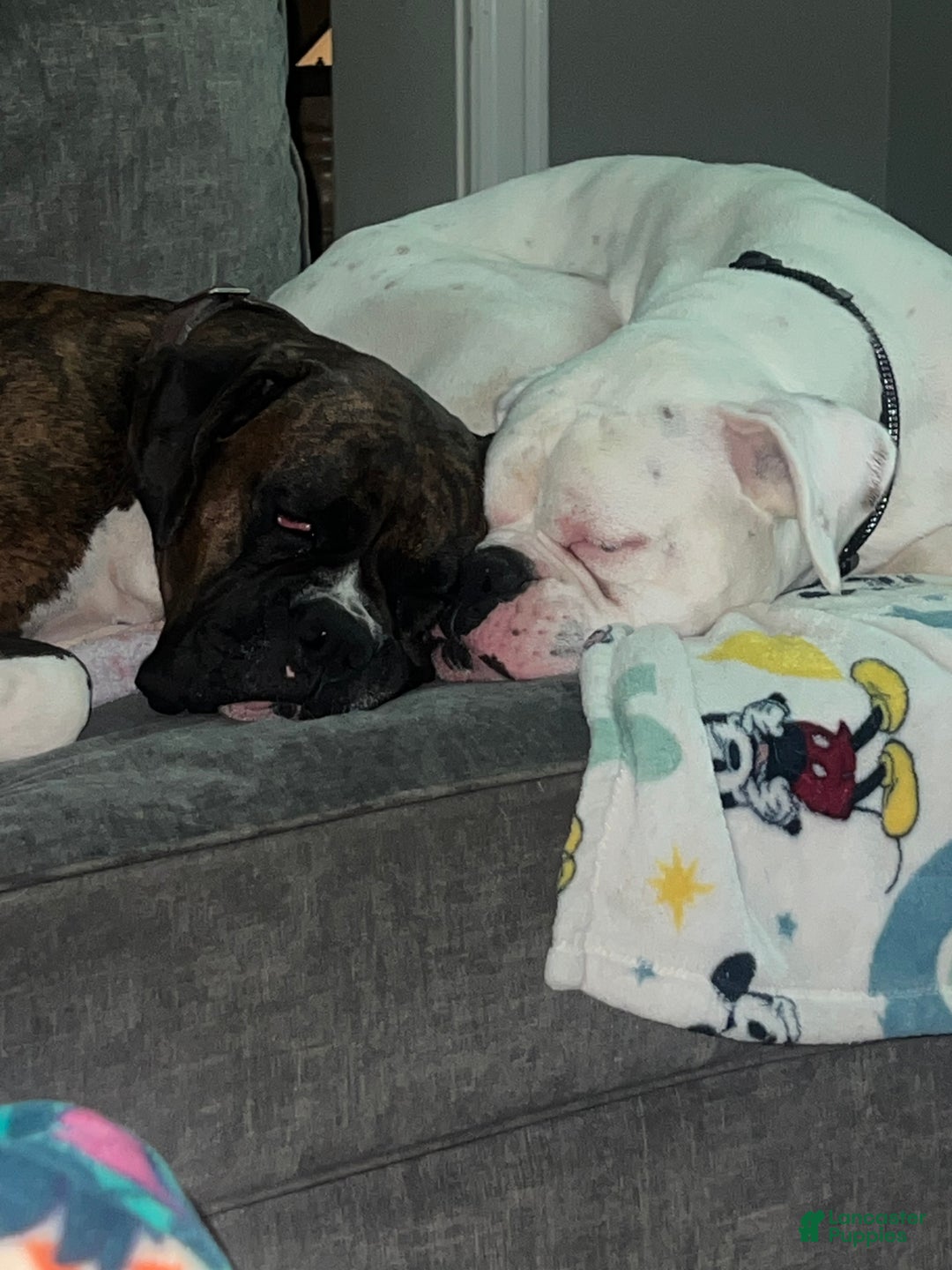 Gallery Image {{count}}