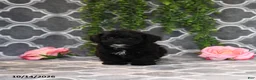 Havapoo dogs for sale: Bill - Ad 5