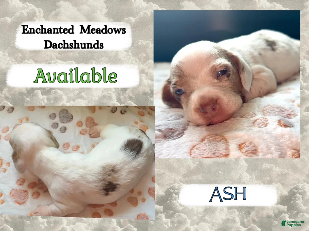 Miniature Dachshund dogs for sale: Ash - Ad 1
