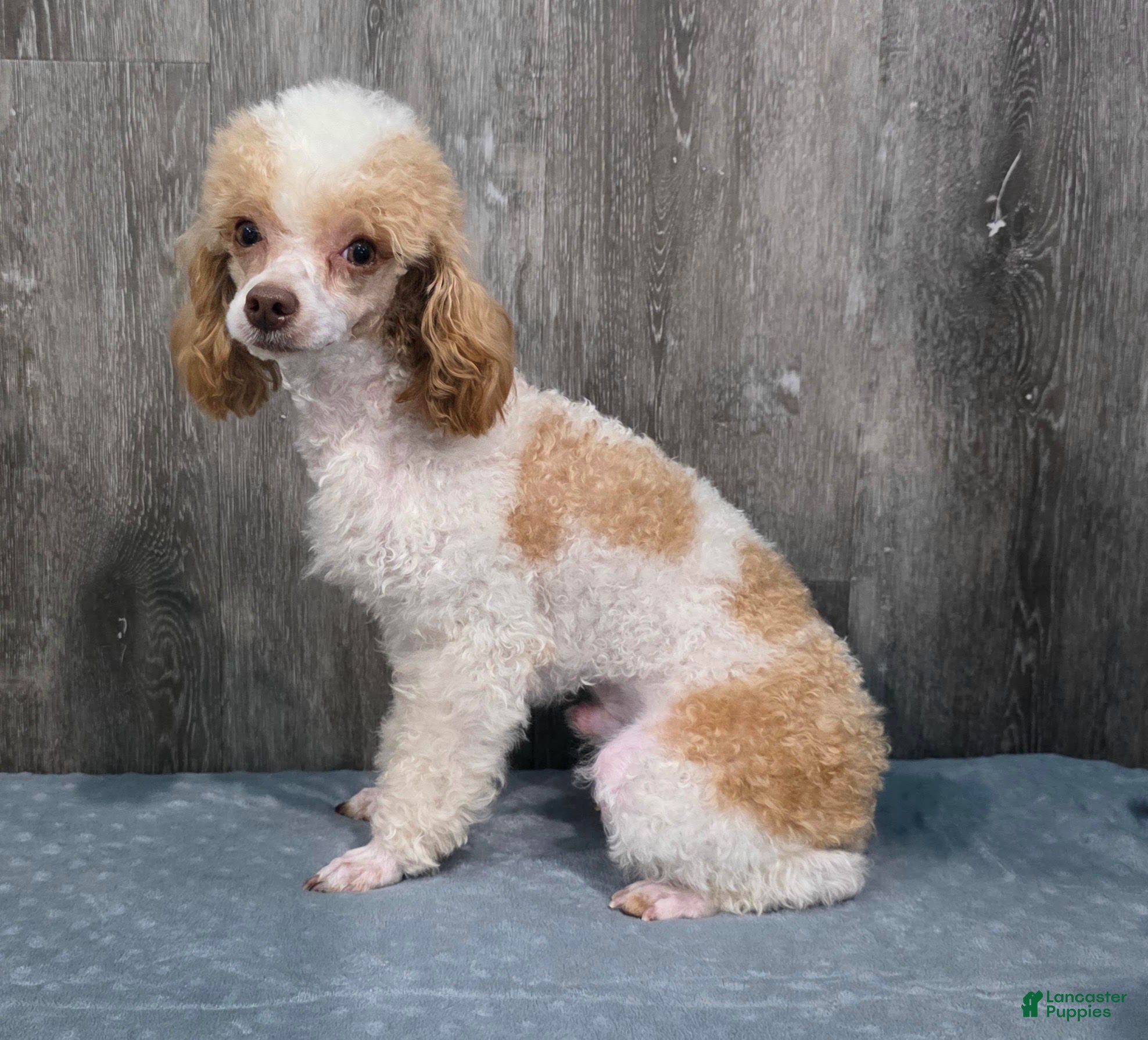 Standard Poodle dogs Elvis - Ad 1