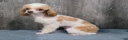 Standard Poodle dogs for sale: Elvis - Ad 1