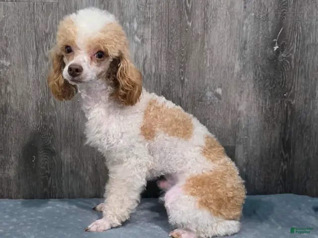Standard Poodle dogs Elvis - Ad 1