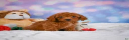 Cavapoo dogs for sale: Dixie - Ad 3