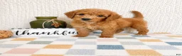 Mini Goldendoodle dogs for sale: Briar - Ad 4