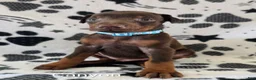 Doberman Pinscher dogs for sale: Canyon - Ad 1