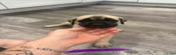 English Mastiff dogs for sale: English Mastiff Puppy 5 - Ad 15