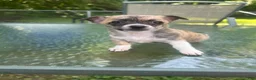 Mixed Breed dogs for sale: Sadie - Ad 2