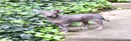 Mixed Breed dogs for sale: Citlalli - Ad 3