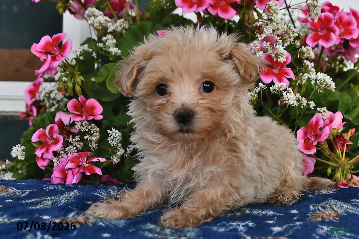 Maltipoo dogs Sofia - Ad 2