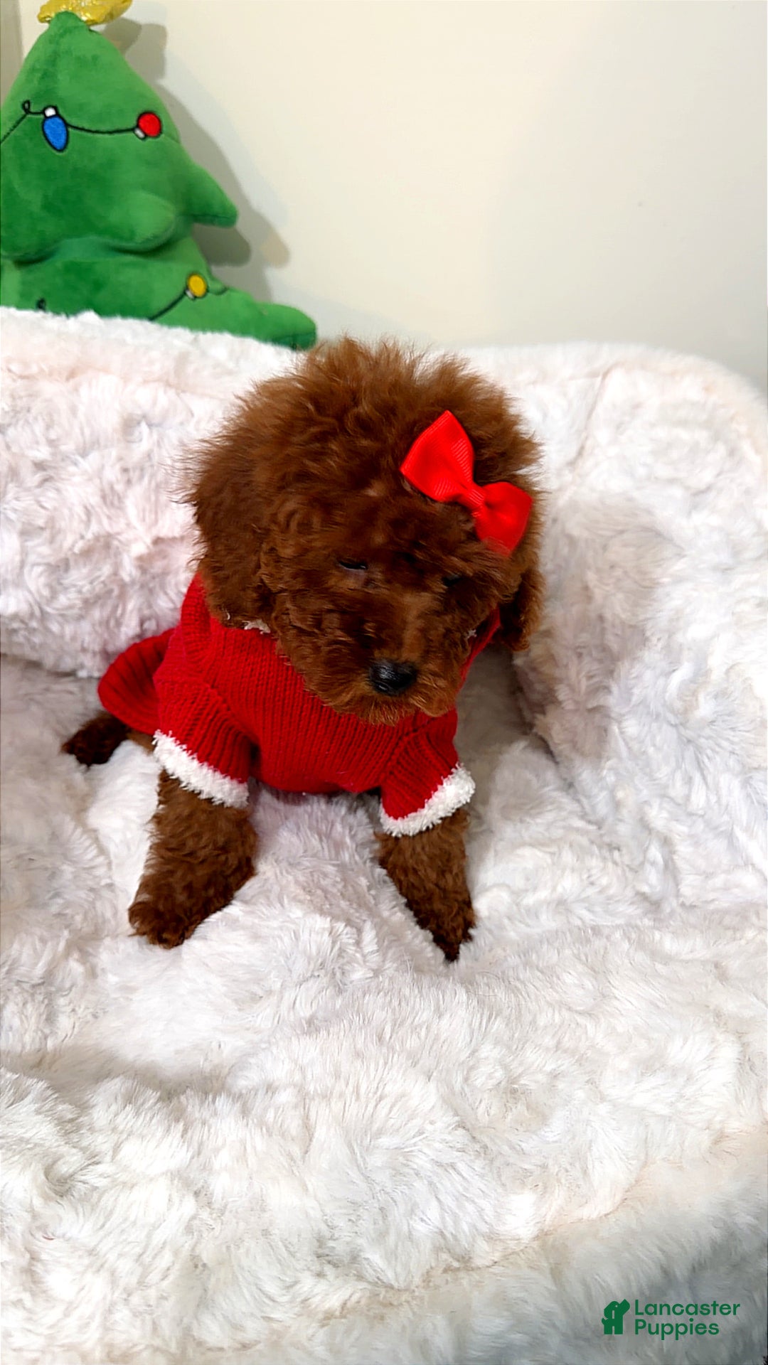 Toy Poodle dogs for sale: Tiny cakes  - Ad 3