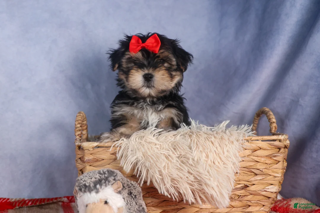 Morkie dogs for sale: Nash - Ad 6
