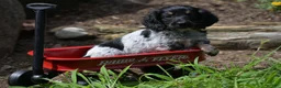Miniature Dachshund dogs for sale: Max - Ad 10