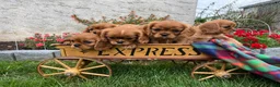Cavalier King Charles Spaniel dogs for sale: Danny Boy❤️AKC Registered - Ad 3
