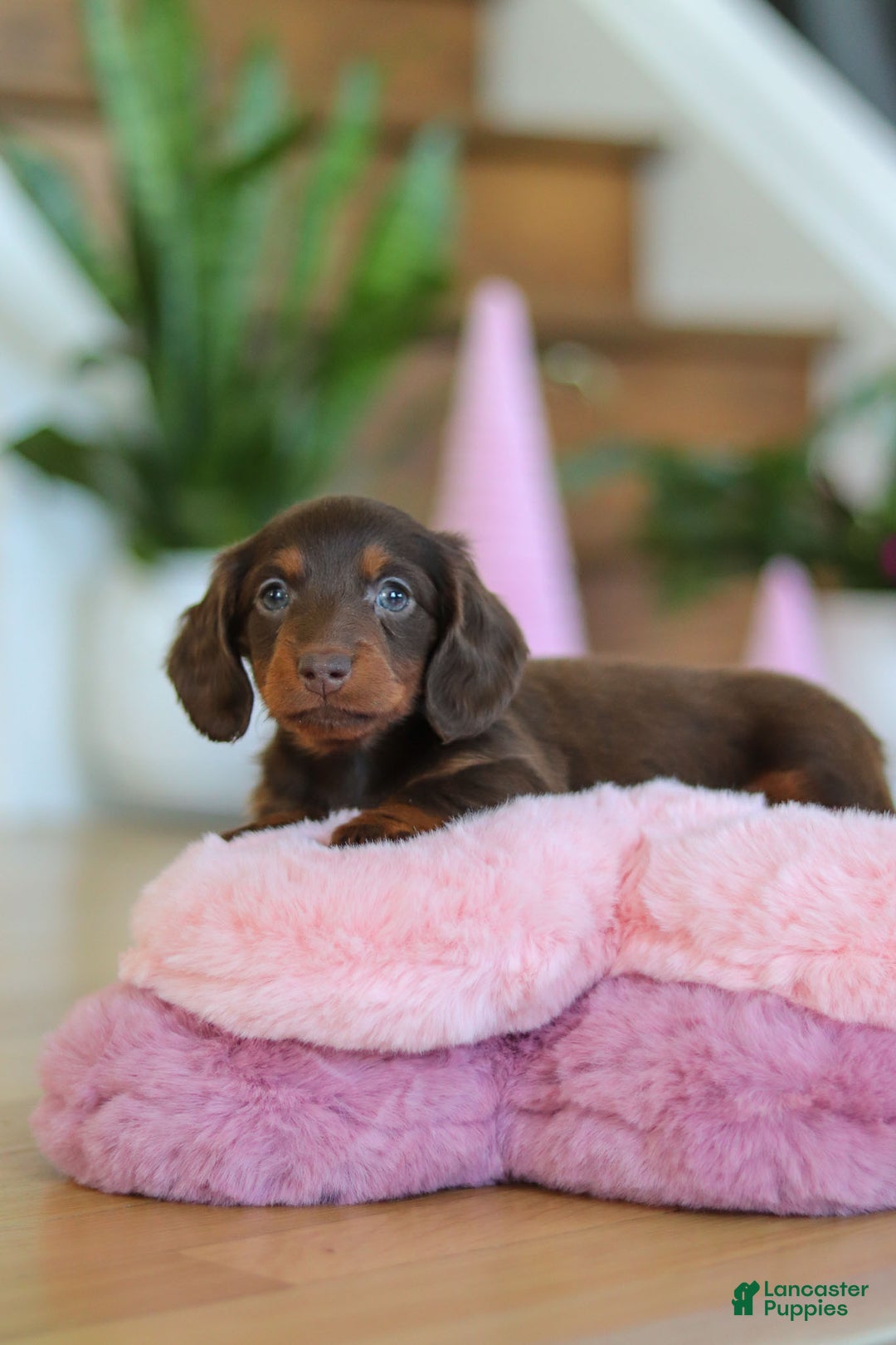 Miniature Dachshund dogs for sale: Skye - Ad 12