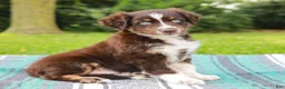 Australian Shepherd dogs for sale: Sarge - Ad 3