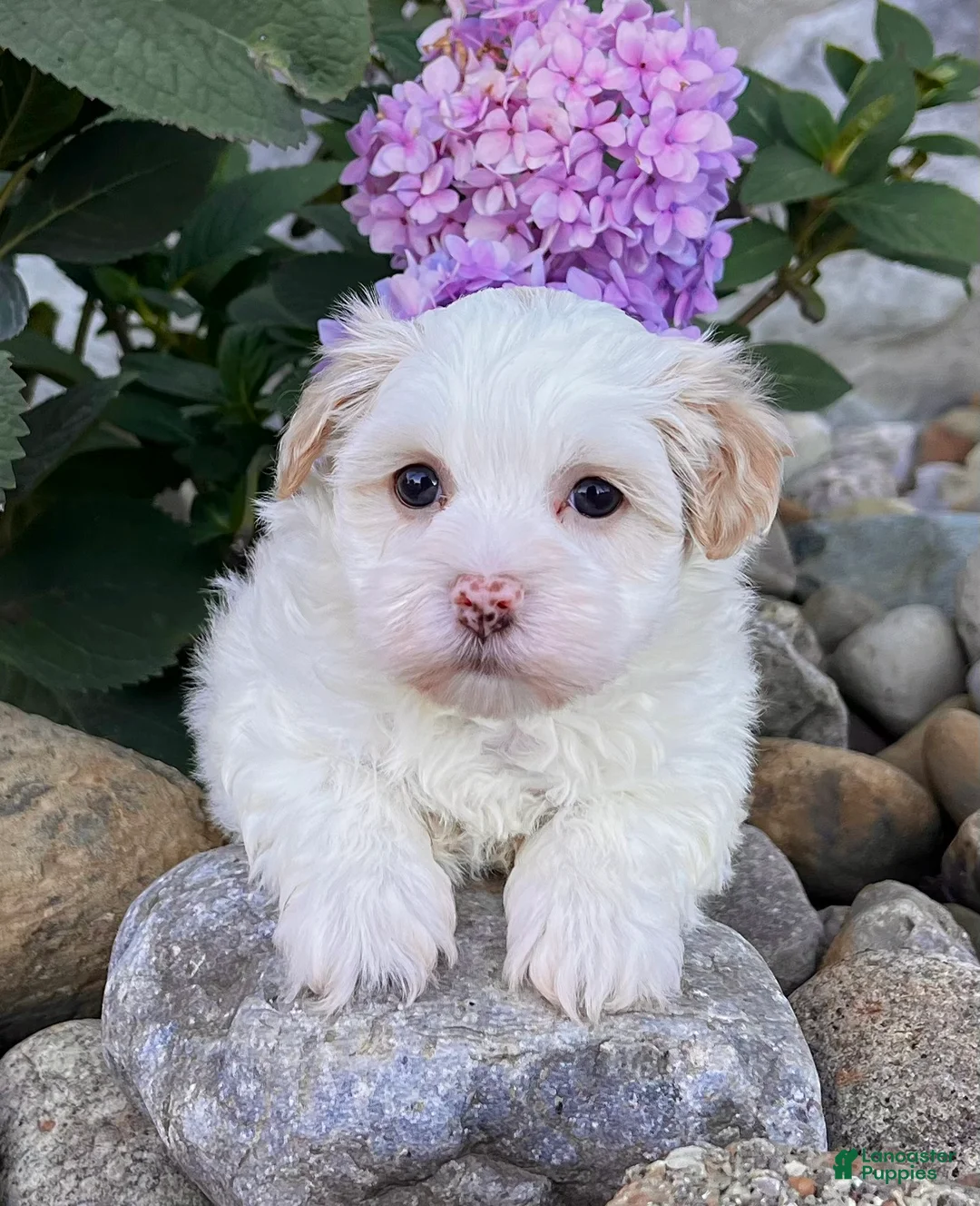 Havanese dogs for sale: Dixie - Ad 2