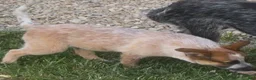 Australian Cattle Dog dogs for sale: Georgie Girl - Ad 28