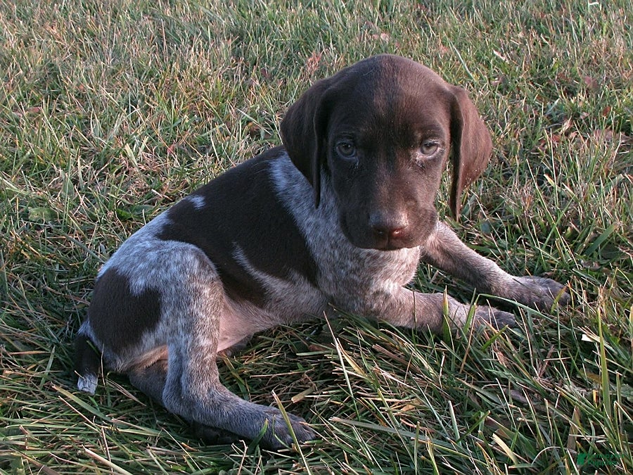 German Shorthaired Pointer dogs Annika - Ad 2