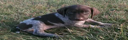 German Shorthaired Pointer dogs for sale: Annika - Ad 1