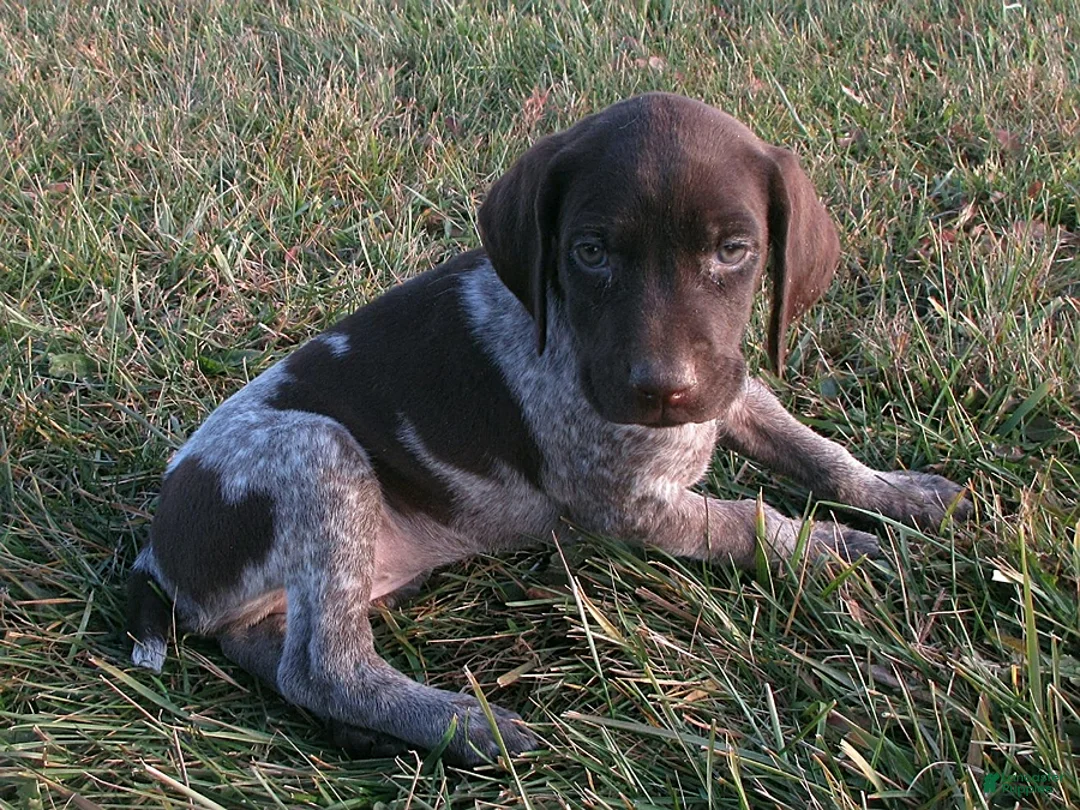 German Shorthaired Pointer dogs for sale: Annika - Ad 1