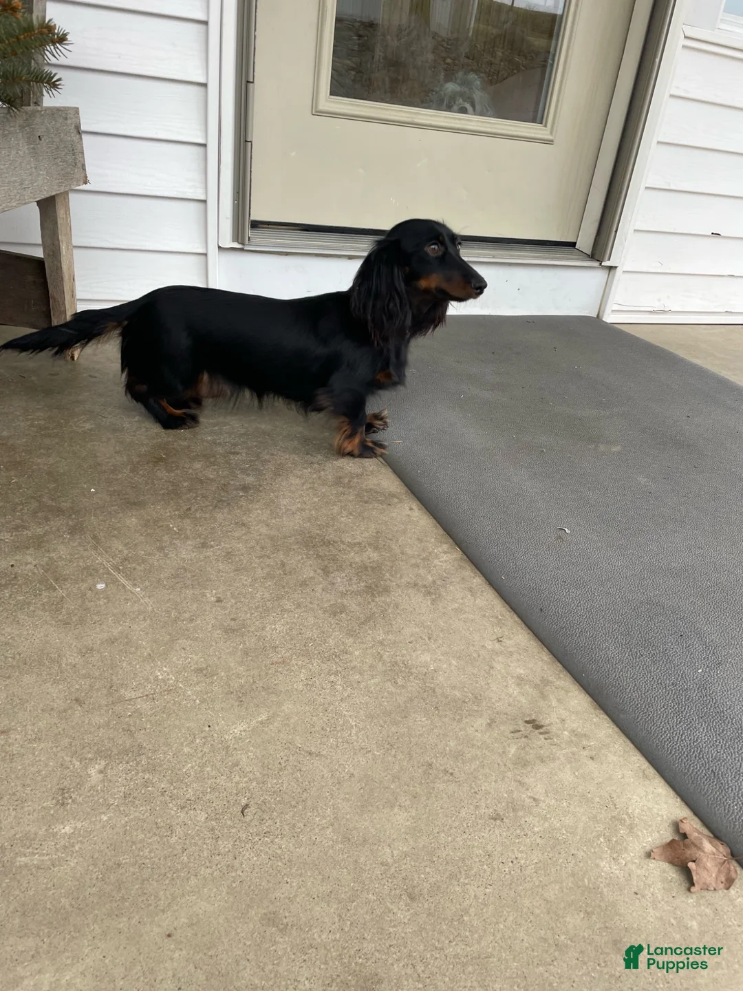 Miniature Dachshund dogs for sale: Toby - Ad 11