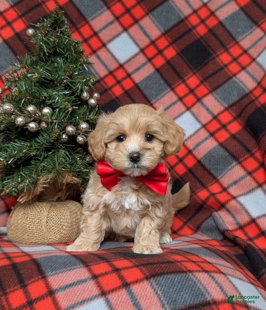 Maltipoo dogs for sale: Zaden 8 lbs Full Grown - Ad 2