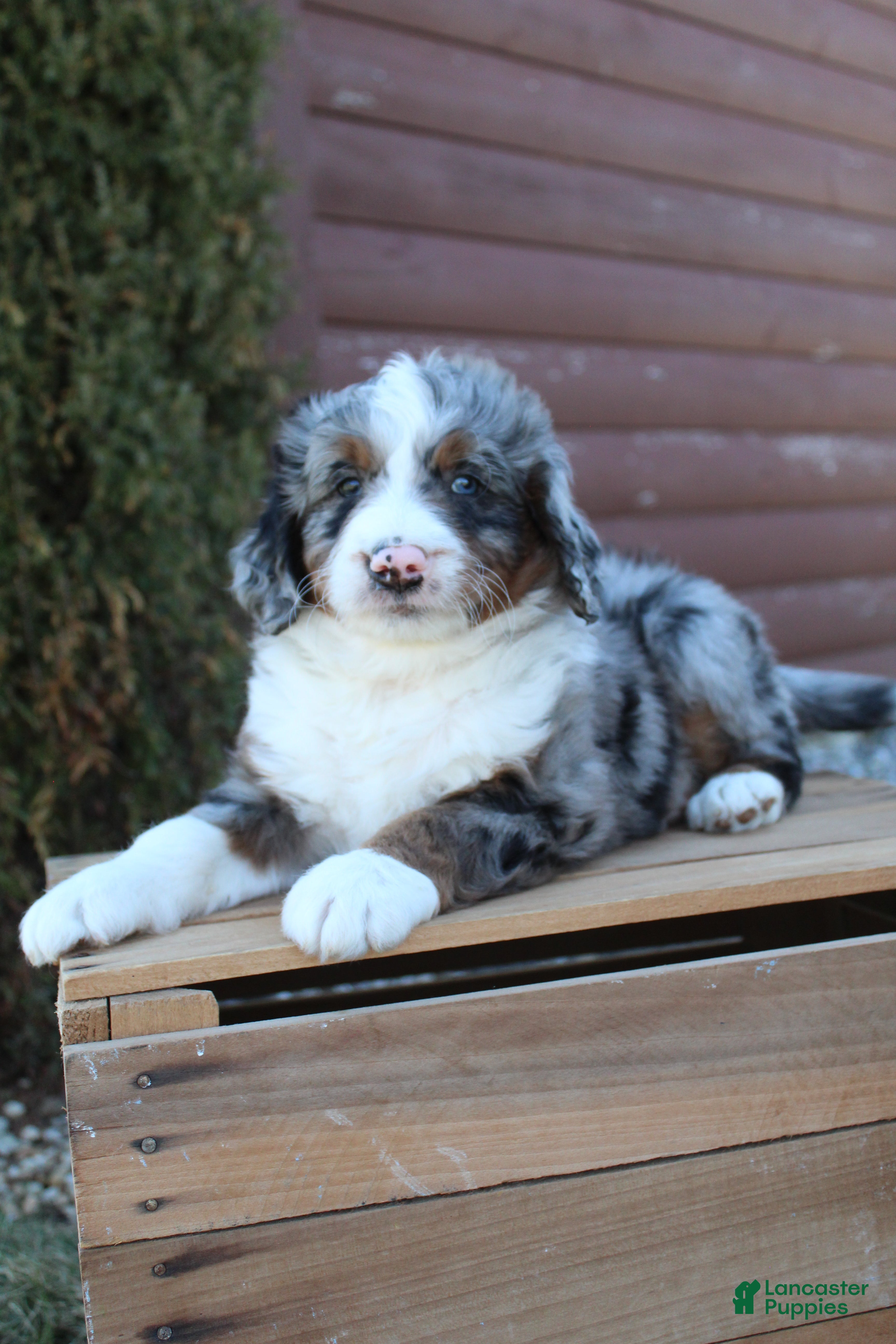 Bernedoodle dogs Liam - Ad 2