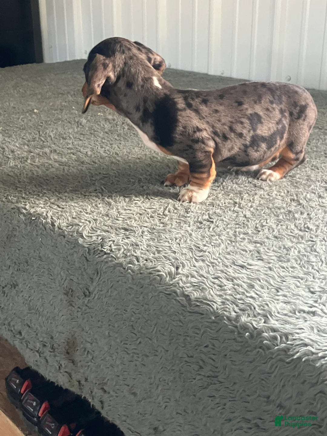 Miniature Dachshund dogs for sale: AKC kayla - Ad 2